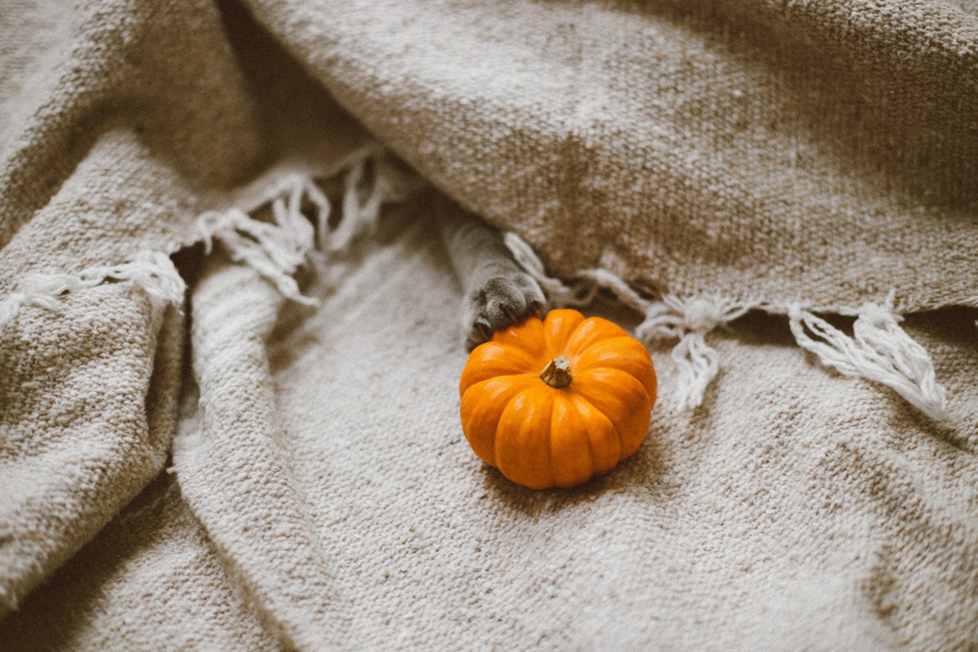 Little Pumpkin – Image 3