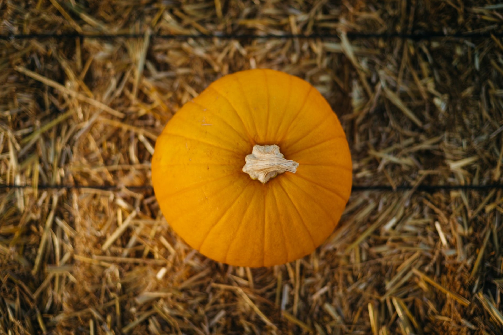 Little Pumpkin – Image 2